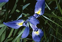 Iris prismatica