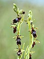 Ophrys insectifera Belgium - Nismes