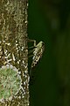 Female (lateral view)