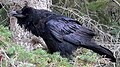 Raven in the Canadian Rockies.