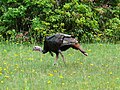 Wild Turkey male.