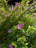 Thumbnail for File:Bunga Cuphea hyssopifolia.jpg