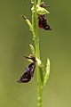 Ophrys insectifera Germany - Thuringia