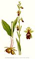 Ophrys insectifera (as syn. Ophrys muscifera) plate 408 in: C.A.M Lindman: Bilder ur Nordens Flora (Orchidaceae) (1917-1927)