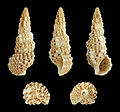 * Nomination Shell of a Cerith, Cerithium scabridum --Llez 20:08, 21 January 2015 (UTC) * Promotion Good quality. --Steindy 20:32, 21 January 2015 (UTC)