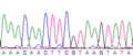 DNA sequence (electropherogram)