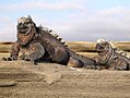 Marine iguana (Amblyrhincus cristatus)