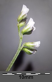 Inflorescence