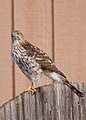 English: Cooper's Hawk Accipiter cooperii (cat.)