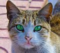 * Nomination Tabby green-eyes cat in Alexandria Montaza Palace garden, Egypt --علاء 14:39, 27 March 2019 (UTC) * Decline  Oppose Insufficient quality. Sorry. Low resolution, CAs, small DoF. --XRay 17:45, 27 March 2019 (UTC)  Oppose Insufficient quality. --Piotr Bart 18:24, 29 March 2019 (UTC)