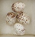   Eggs