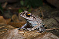 Leptobrachium smithi, Smith's litter frog - Kaeng Krachan National Park