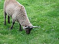 Manx loaghtan sheep