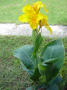 Canna glauca