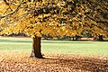 In autum - Morlanwelz-Mariemont park (Belgium).