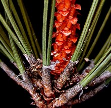 Pinus resinosa 15-p.bot-pinus.resi-01.jpg