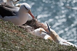 Black browed albatros at the island of Heligoland