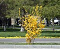 * Nomination Forsythia in city park, Samarkand, Uzbekistan. --Екатерина Борисова 01:51, 29 November 2024 (UTC) * Promotion  Support Good quality. --Johann Jaritz 04:40, 29 November 2024 (UTC)