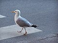 Seagull obeying the traffic rules