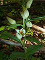 Cephalanthera damasonium Germany - Karlsruhe, Güterbahnhof