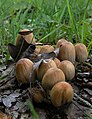 Kelminis mėšlagrybis Coprinus micaceus