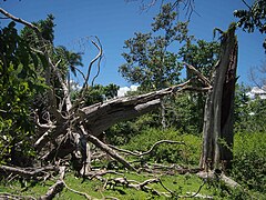 Cyclone Marcia damage.jpg