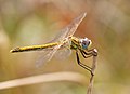 Image 73Female Red-veined darter dragonfly