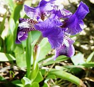 Iris pseudopumila