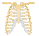 Rib cage