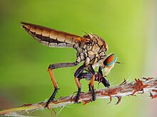 Robberfly And Prey.jpg