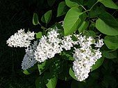 white lilac (syringa)