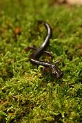 Cheat mountain salamander.jpg