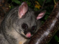 * Nomination Brush tail possum --Benjamint444 11:22, 7 March 2007 (UTC) * Decline Not a QI for me. Partly covered and very dark. --norro 15:45, 12 March 2007 (UTC)