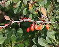 Berries in Suzuka Mountains, Japan.