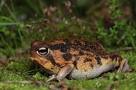 Breviceps namaquensis (Namaqua rain frog) - South Africa