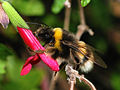 Image 24Bumblebee collecting nectar