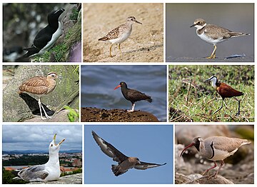 Auks (Charadriiformes)