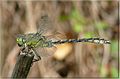 Pleištinė skėtė Ophiogomphus cecilia