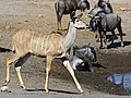   Etosha Namibia