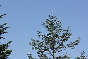 Abies procera