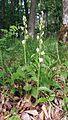 Cephalanthera damasonium Germany - Schwäbisch-Fränkische Waldberge