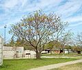 Chinaberry tree (with fruits)