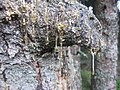 Sap from a tree in the Black Forest