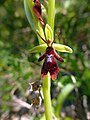 Ophrys insectifera Germany - Mosbach