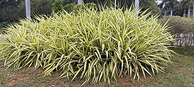 Pandanus veitchii plant.jpg