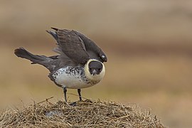 Pomarine Jaeger (Alaska).jpg