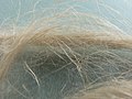 Flax fibers for plumber work