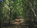 Casuarina Coastal