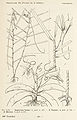 Angraecum leonis fig. LXX 1 Illustration in: Perrier de la Bathie Joseph Marie Alfred Henri: Flore de Madagaskar (1941)