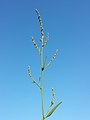 Inflorescence (individual with predominantly female flowers)